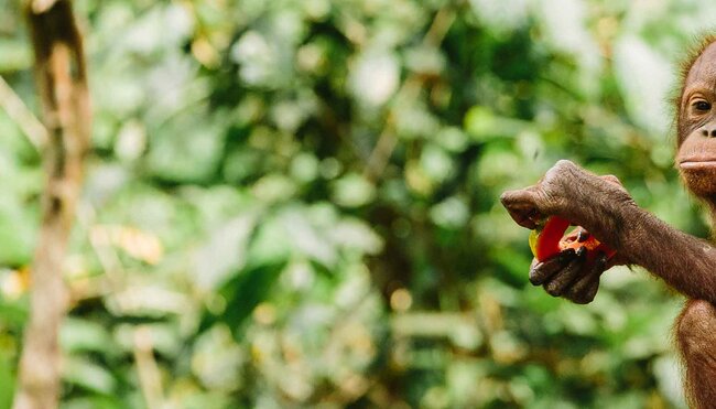 Malaysia Borneo Orangutan