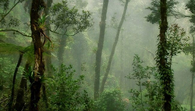 Jungle in Borneo