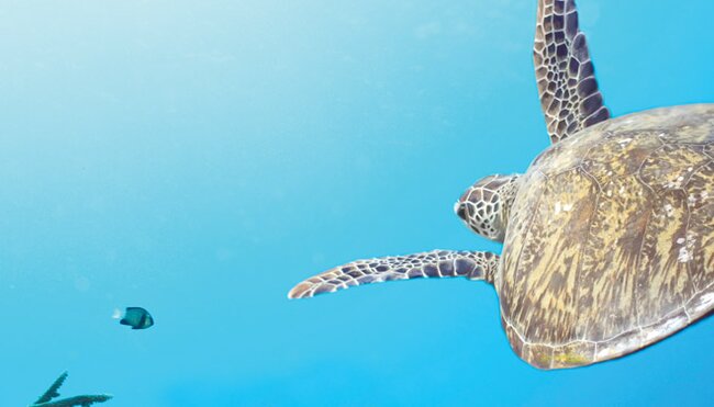 Turtle swimming in the clear blue water