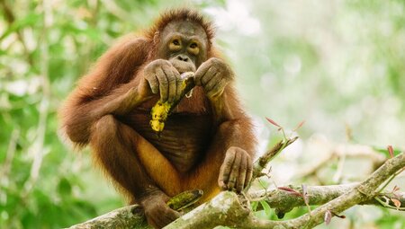Orangutan sitting on tree branch eating a banana in Borneo