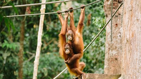 Two orangutans in the Orangutan Centre