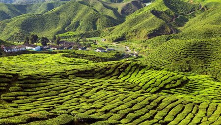 Rolling green hills landscape and village at tea plantation in Malaysia