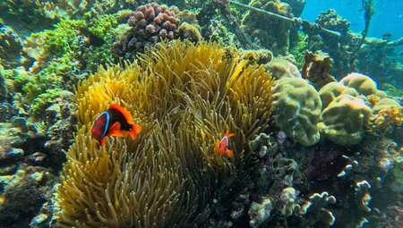Clownfish seen snorkelling on a reef off Panglao Island in the Philippines