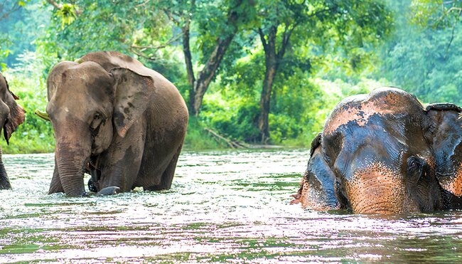 Asian elephants bathing in Northern Thailand