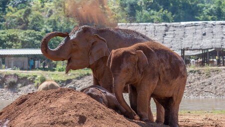 Happy elephants in elephant nature park in Chiang Mai, Thailand