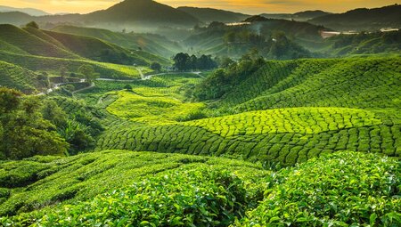 Sunrise over tea plantation in the Cameron Highlands