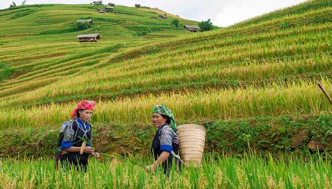 vietnam rice fields women
