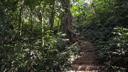 A walking path of ascending stairs in the jungle of Cuc Phuong National Park in northern Vietnam