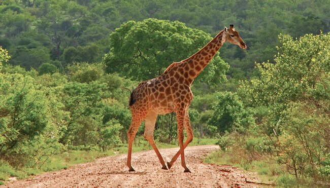 Giraffe crossing the road, Kruger National Park