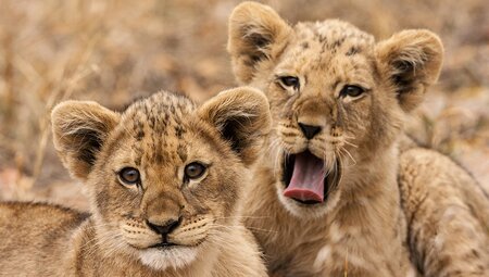 two lion cubs savannah