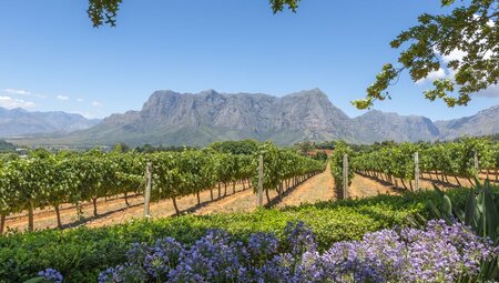 south-africa_cape-town_vineyard-mountain-flowers
