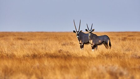 namibia_etosha_oryx-savanna-safari