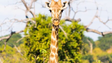 Botswana-Chobe-national-park-Botswana_giraffe