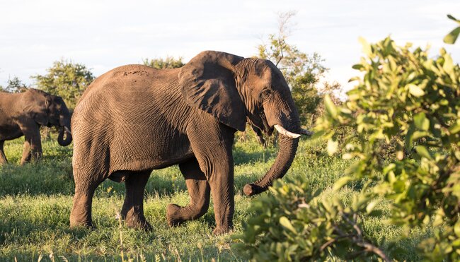 Zimbabwe, Kruger National Park, Elephant walking grass