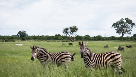 Zimbabwe, Hwange National Park, zebra pair landscape
