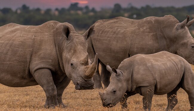 Group of rhinos at the Khama Rhino Sactuary, Botswana