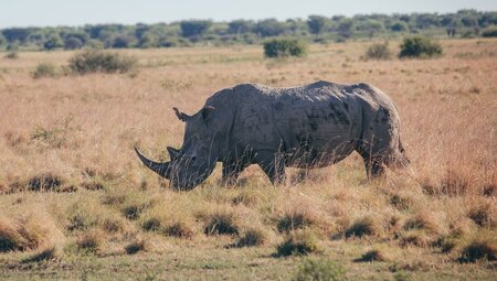 White rhinoceros in Khama Rhino Sanctuary