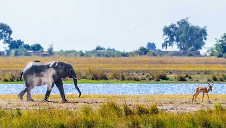 Elephant wanders through Chobe National Park