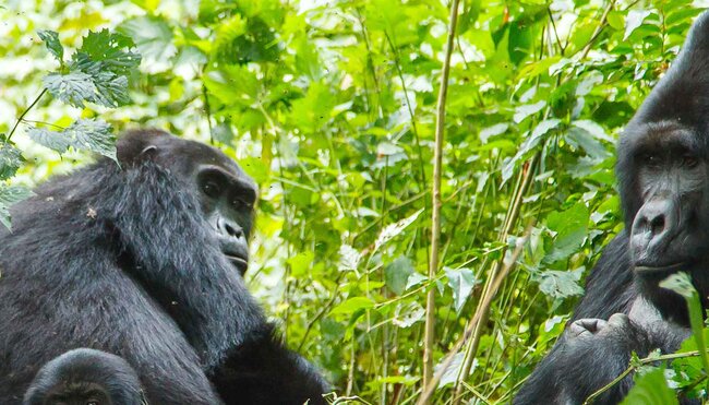 Gorilla Mountain silverbacks Africa Rwanda