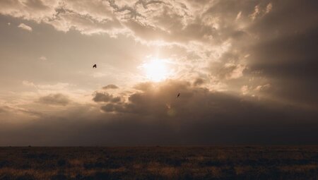 Eagles play in the cloudy sunset over Serengeti National Park