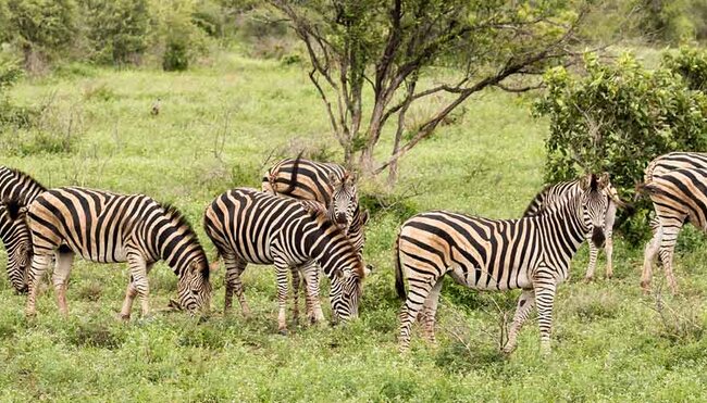 Zebra herd grazes in Kruger National Park