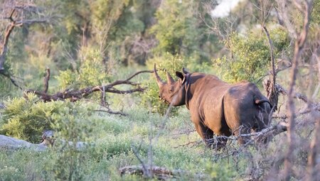 Southern Rhino, Kruger National Park