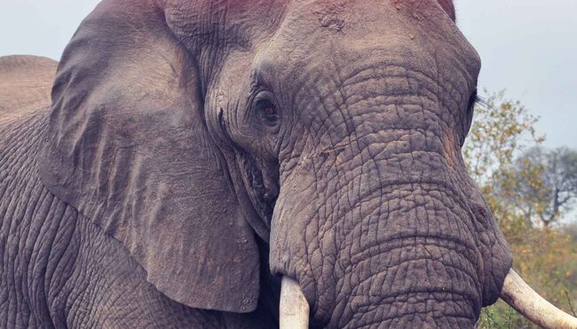 South Africa Elephant Safari park