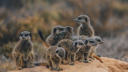 Meerkats in South Africa check the coast is clear before starting their day on the South African plains