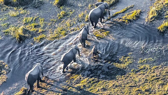 Elephants crossing Okavango Delta in Botswana