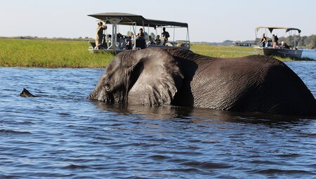 See some of the amazing range of wildlife in Chobe National Park, Botswana