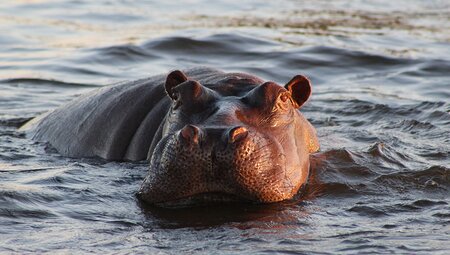 Witness the amazing variety of wildlife in Chobe National Park, Botswana