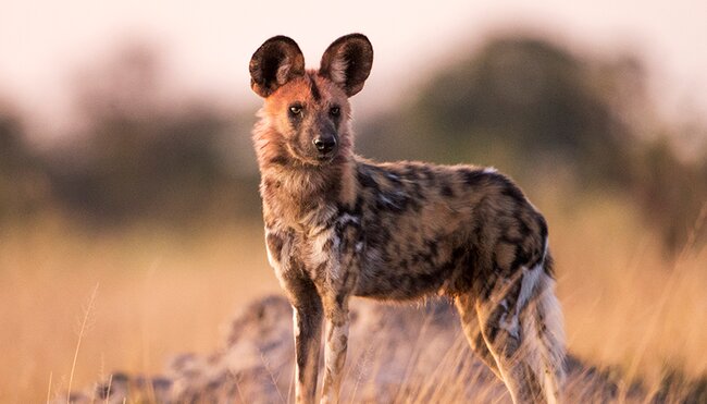 Explore Southern Africa - 1