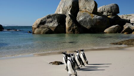 A group of cape penguins on Boulders Beach in Simon's Town