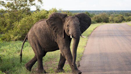 Elephant in Kruger National Park, South Africa