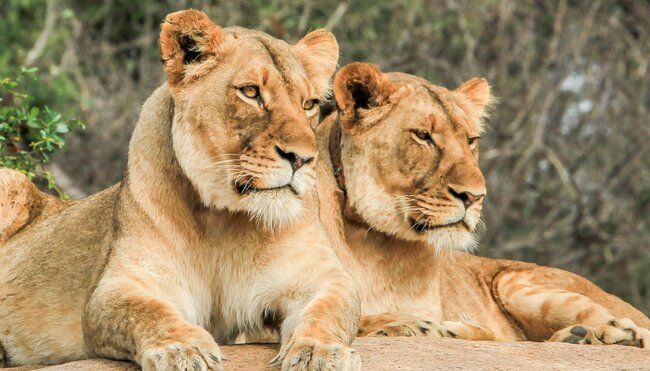 South Africa, Kruger NP, Lions
