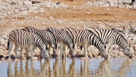 Zebras by the waterhole in Etosha National Park, Namibia