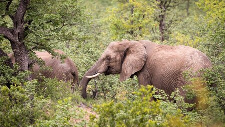 Pair of elephants graze in Kruger National Park