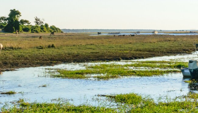 UBPKC - Travellers on river cruise spotting animals in Chobe NP, Botswana