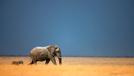 UBPN - Elephant spotting at Etosha NP, Namibia