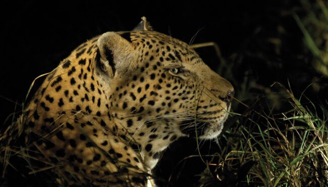 Leopard, Kruger National Park