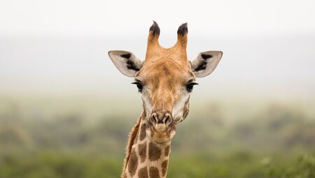 kruger national park giraffe close landscape