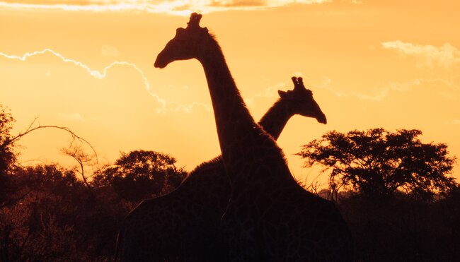 South Africa, Kruger National Park, sunset giraffe silhouette