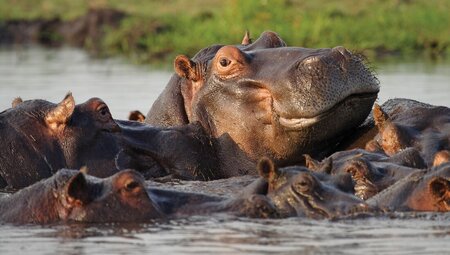 Hippos swimming in Chobe river, Botswana
