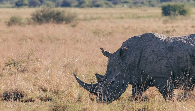 A White Rhinoceros roaming in Khama