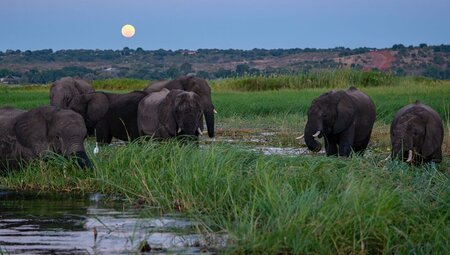 Herd of Elephants during dusk in Chobe, Botswana