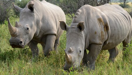 Two rhinos in Khama Rhino Sanctuary, Botswana