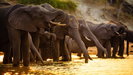 Chobe National Park, Botswana