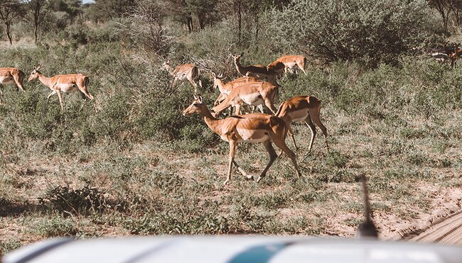 A group of impala scamper past travellers in a safari jeep.