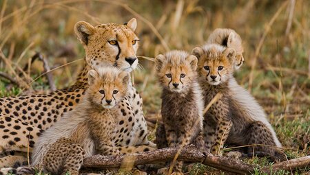 Tanzania, cheetah family