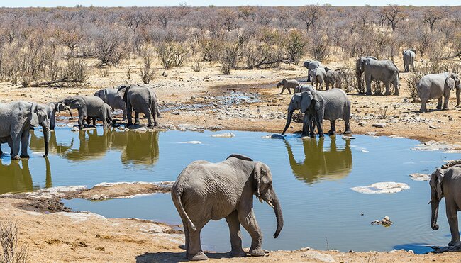 A herd of elephants at a watering-hole in South Africa